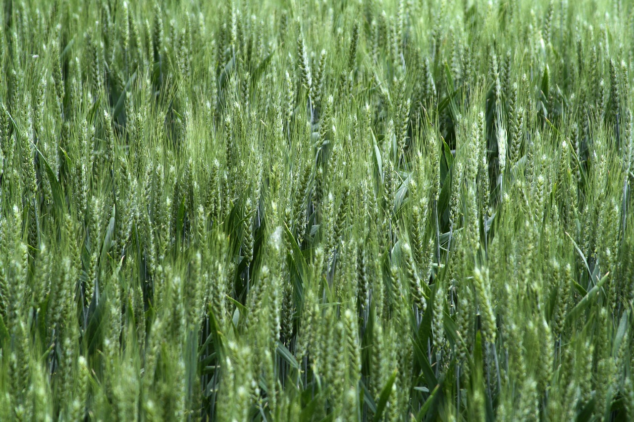 cornfield field summer free photo