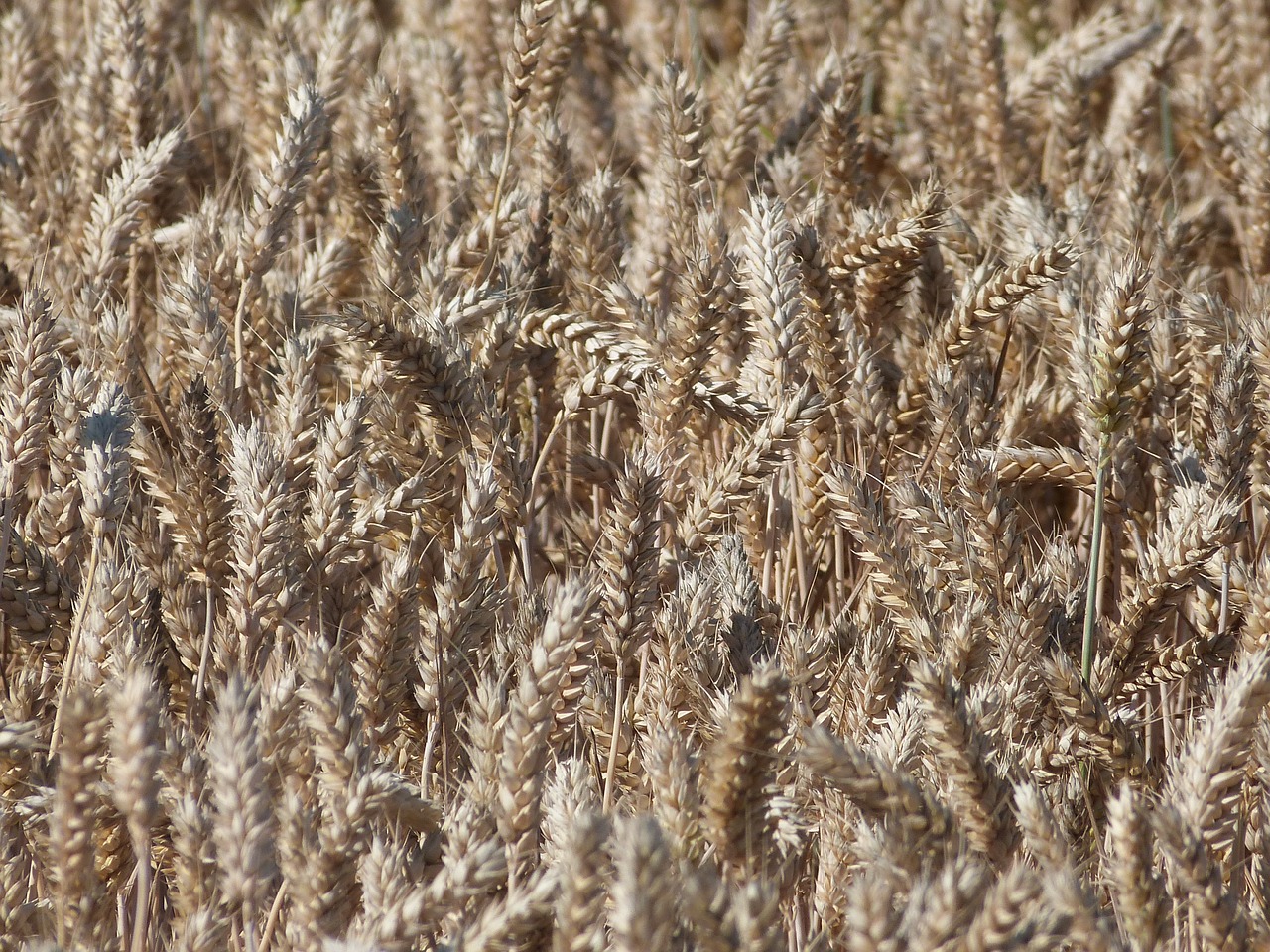 cornfield aren grain free photo
