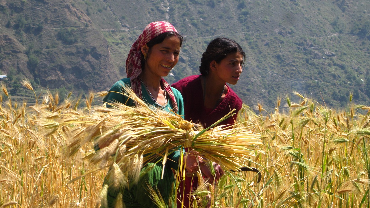 cornfield field workers work field free photo