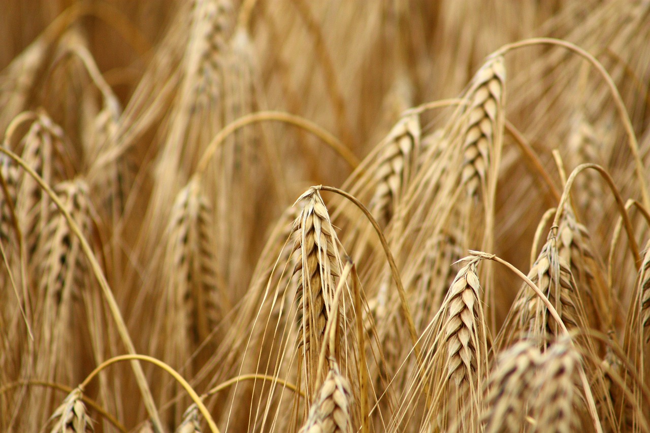 cornfield wheat field wheat free photo