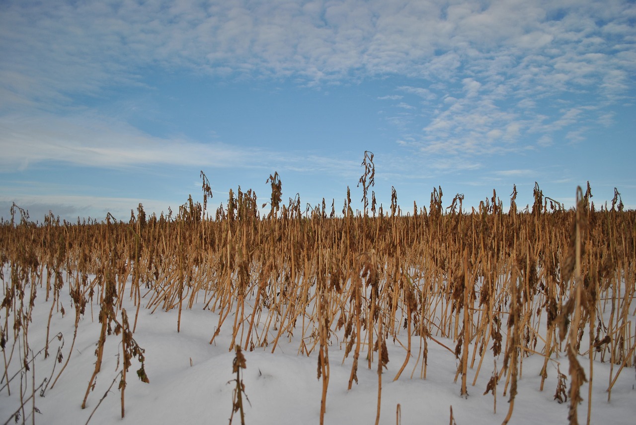 cornfield winter field free photo