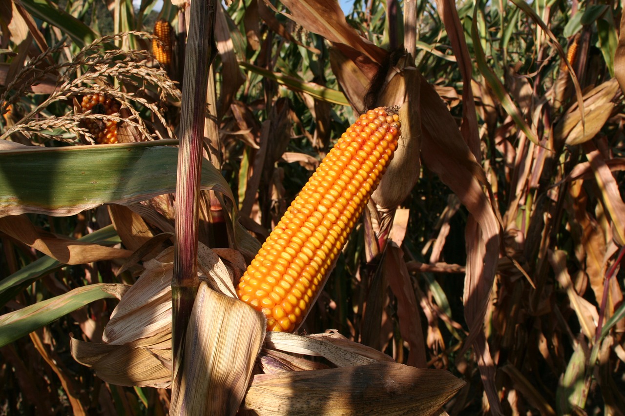cornfield corn agriculture free photo