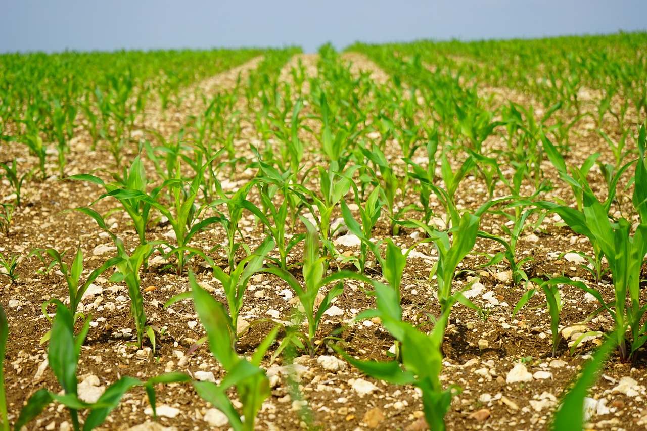 cornfield corn field free photo