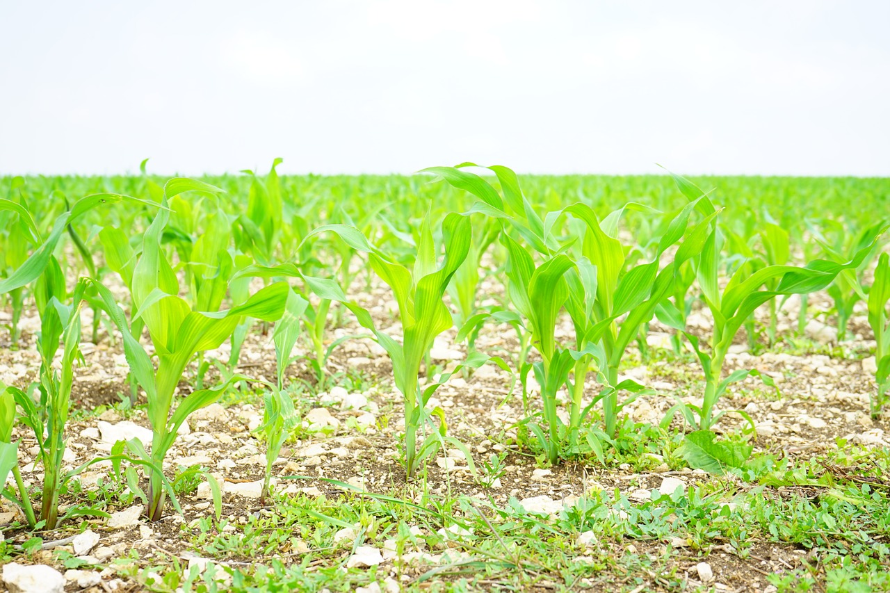 cornfield corn field free photo