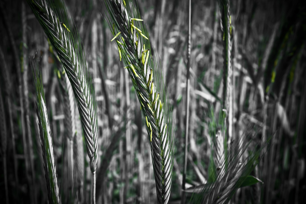 cornfield grain cereals free photo