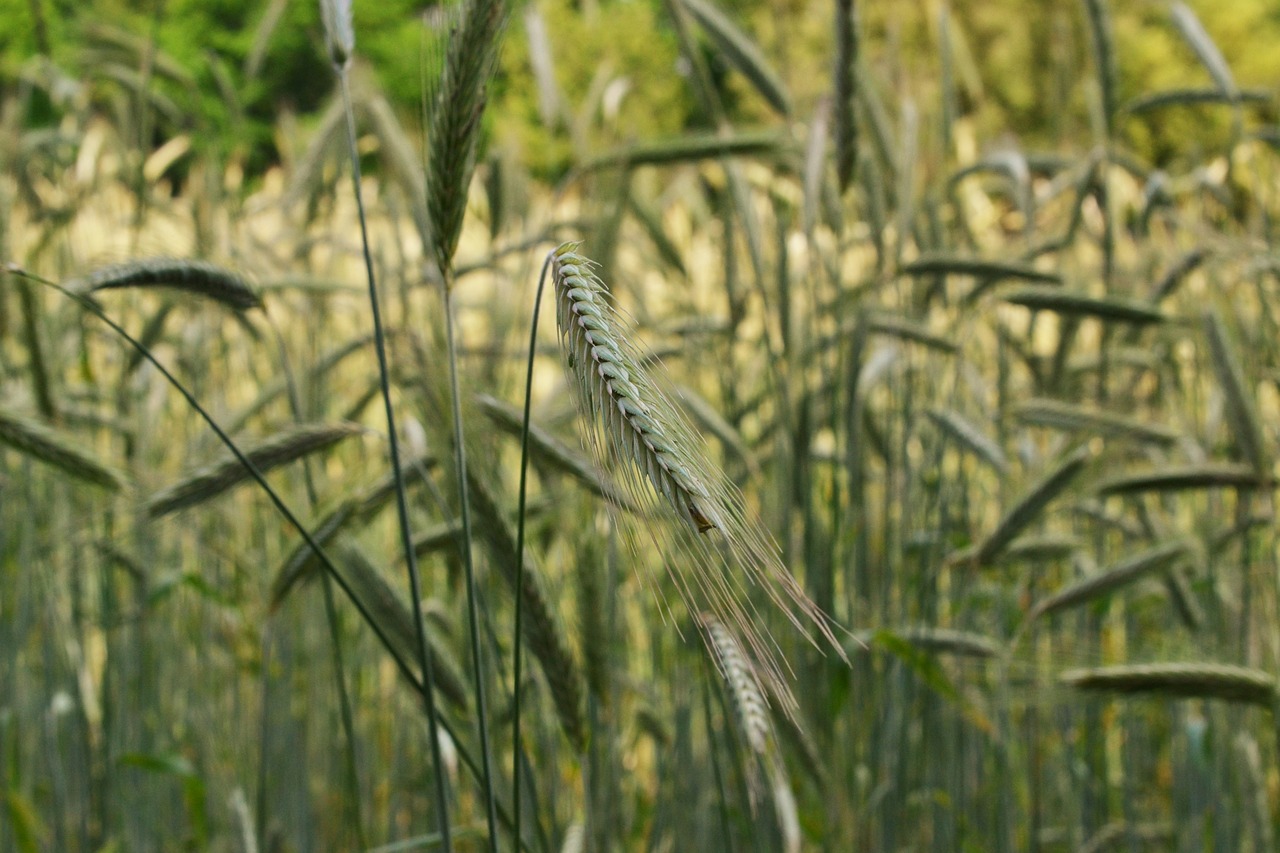 cornfield cereals field free photo