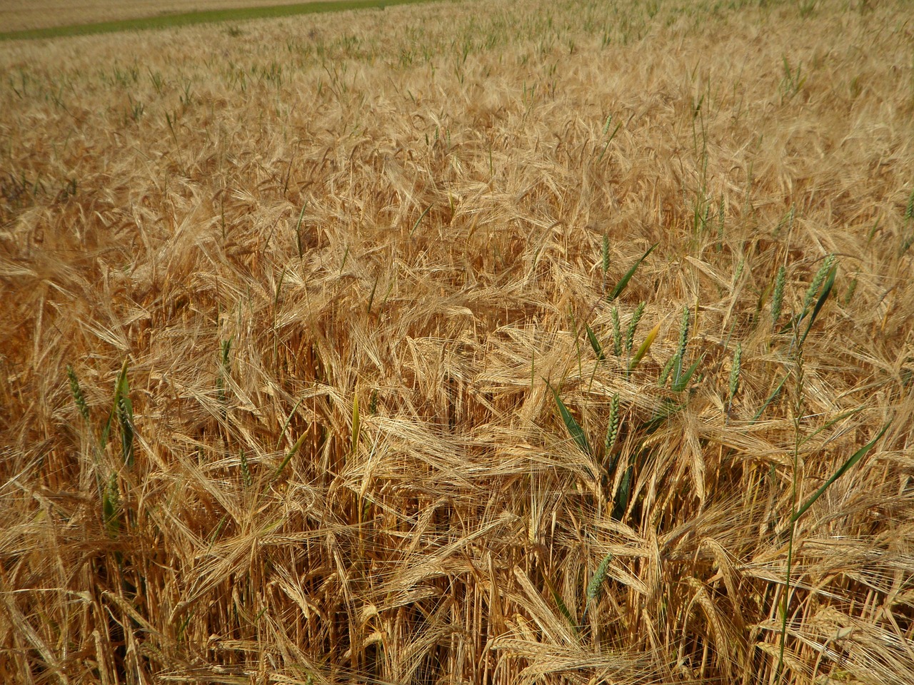 cornfield field barley free photo