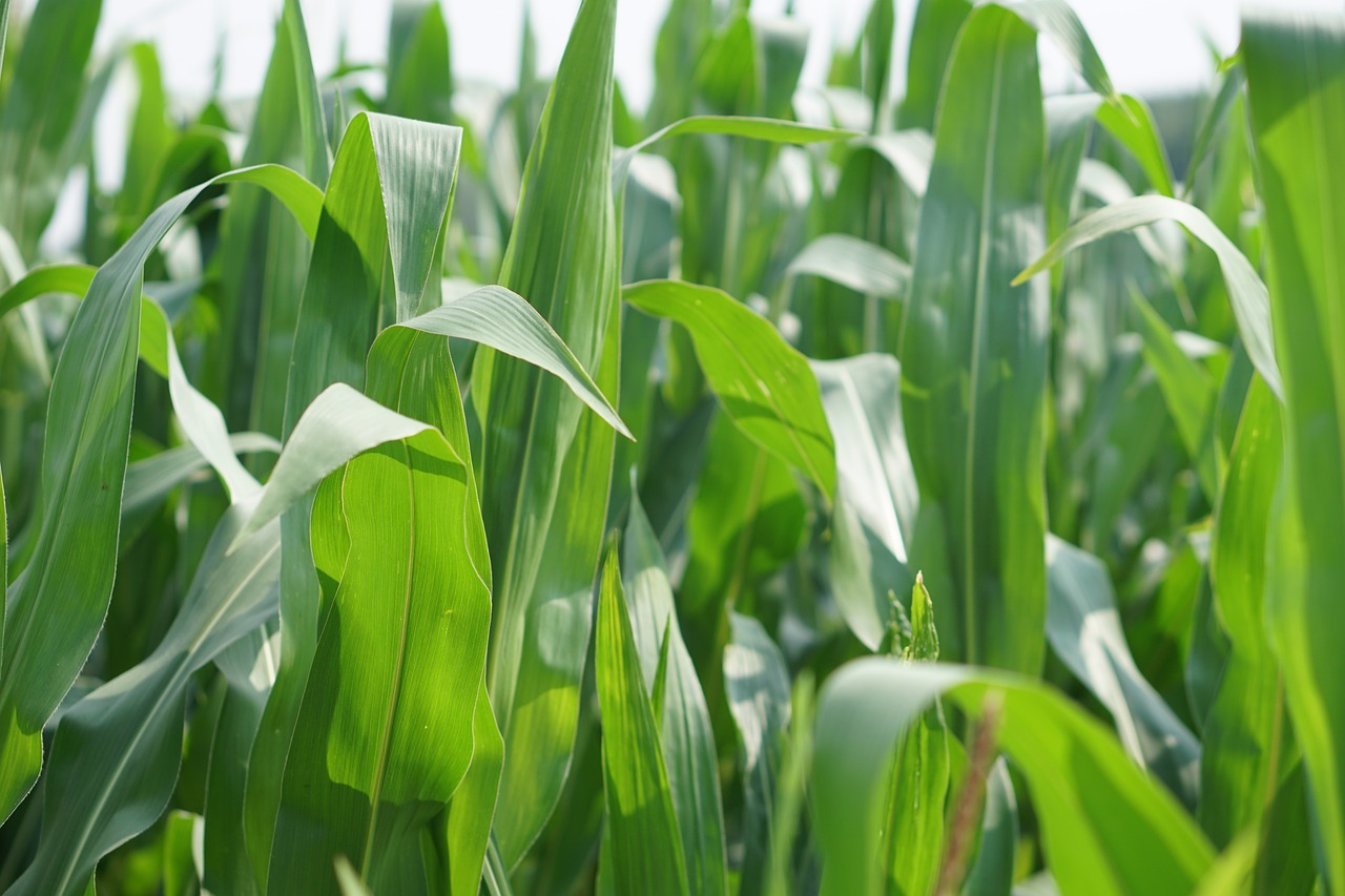 cornfield corn field free photo