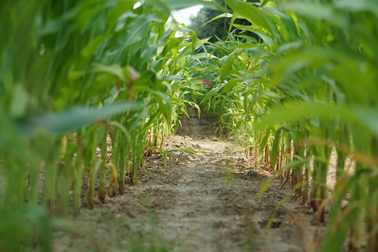 cornfield corn field free photo