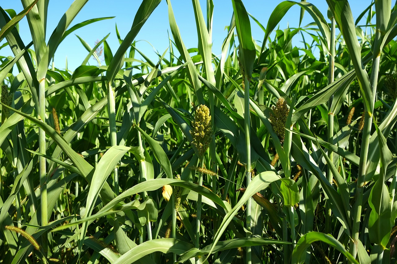 cornfield corn field free photo