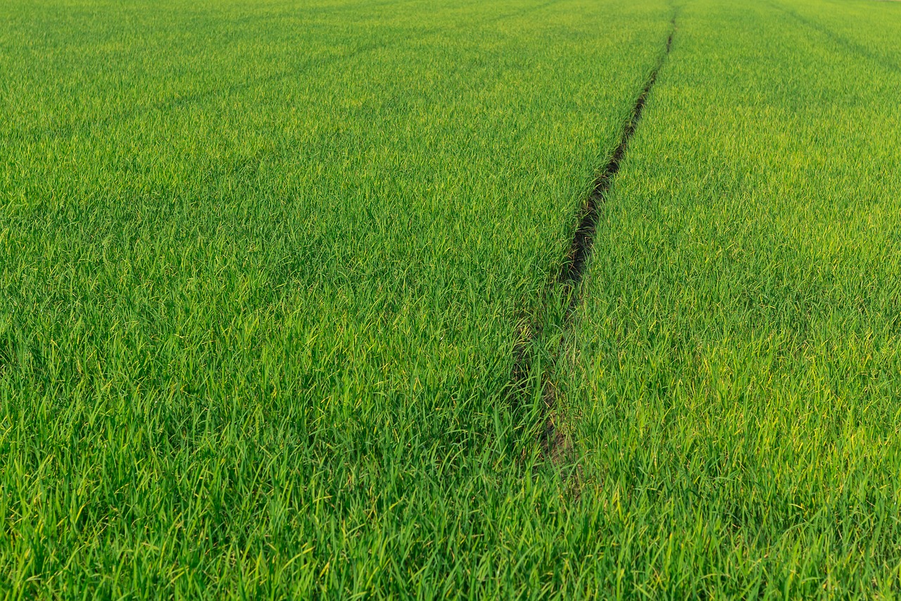 cornfield rice green free photo