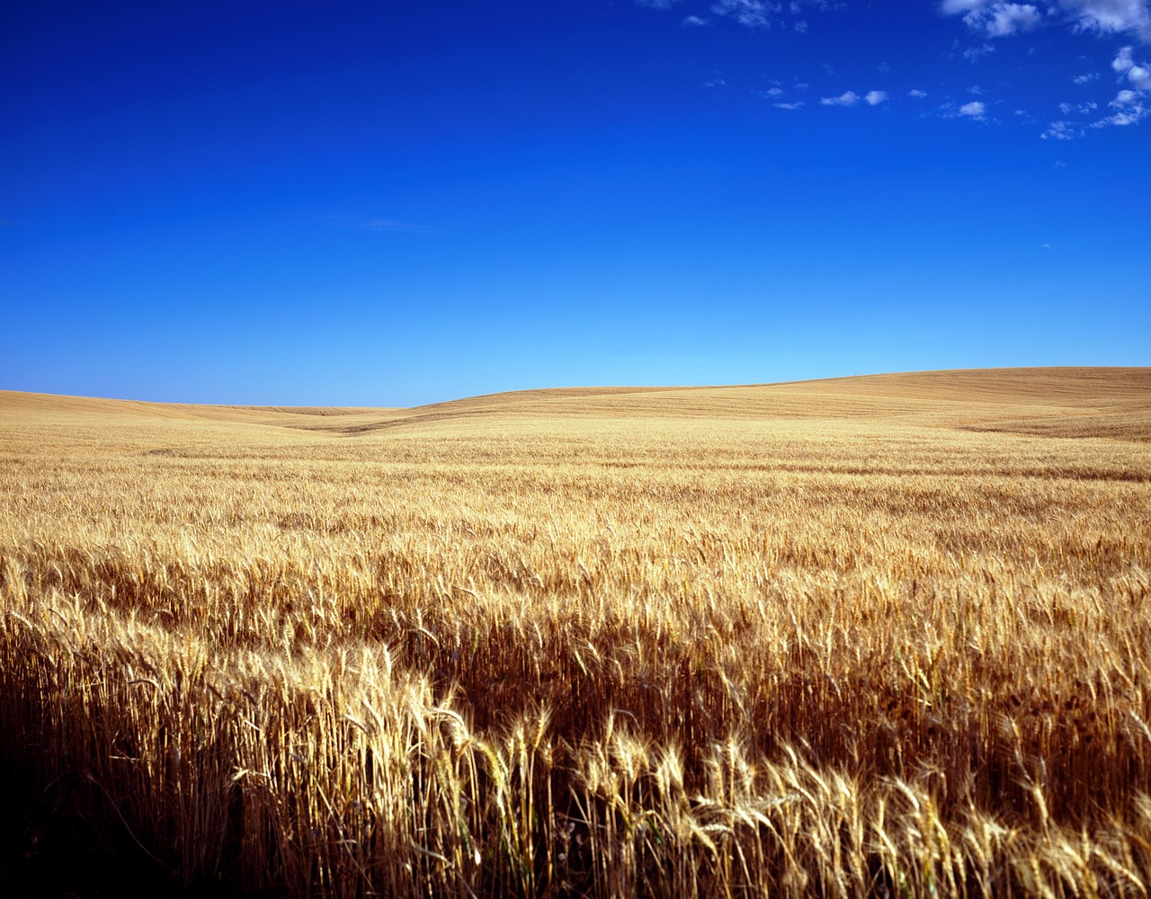 cornfield wheat field cereals free photo