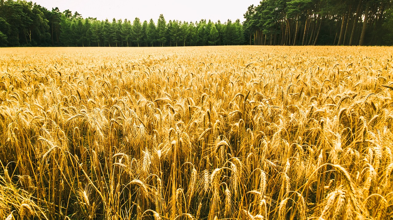 cornfield forest nature free photo