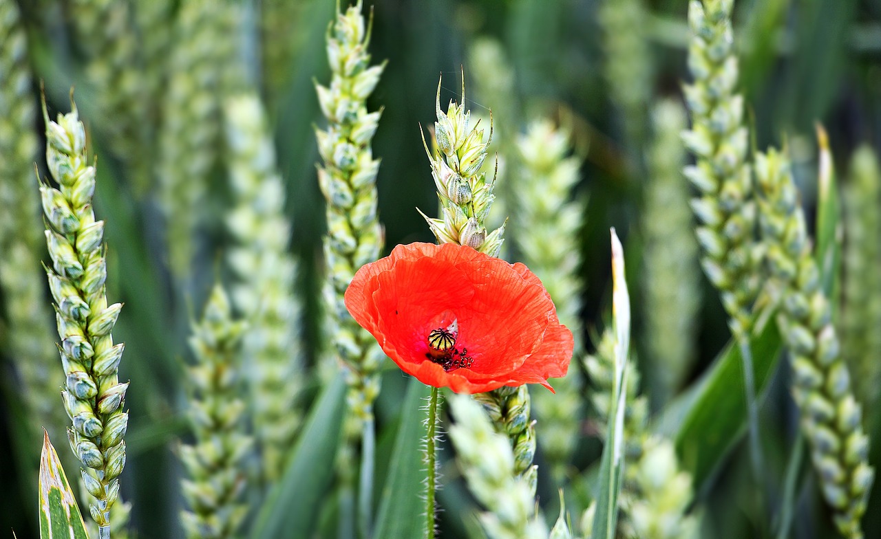 cornfield poppy flower free photo