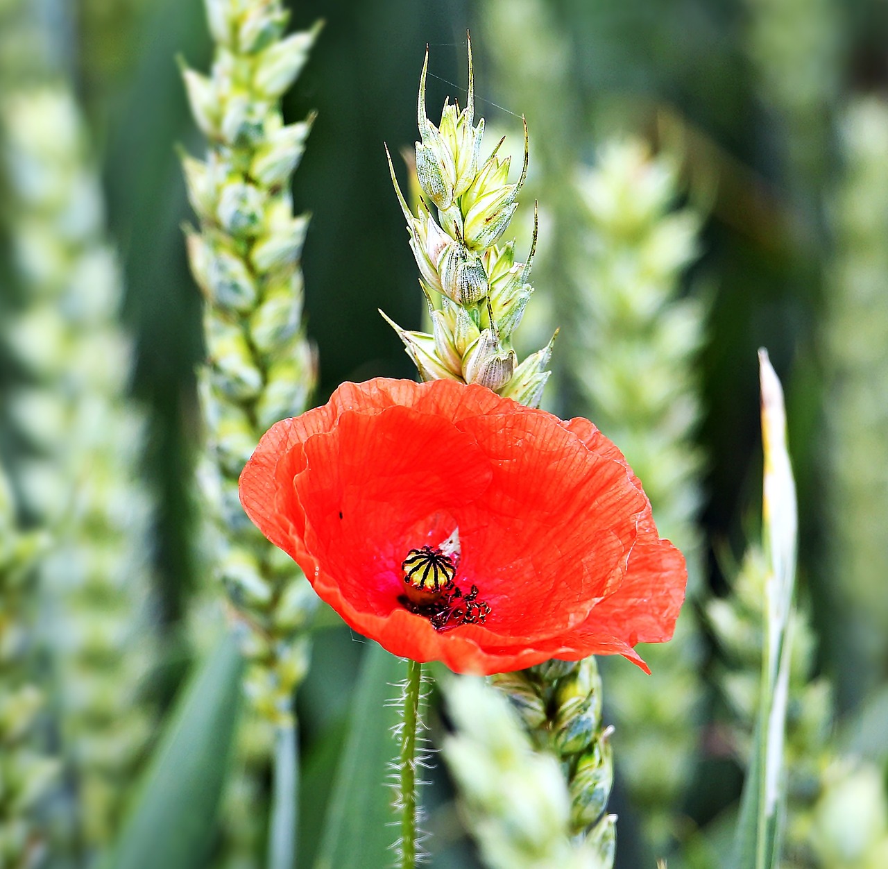 cornfield poppy flower free photo