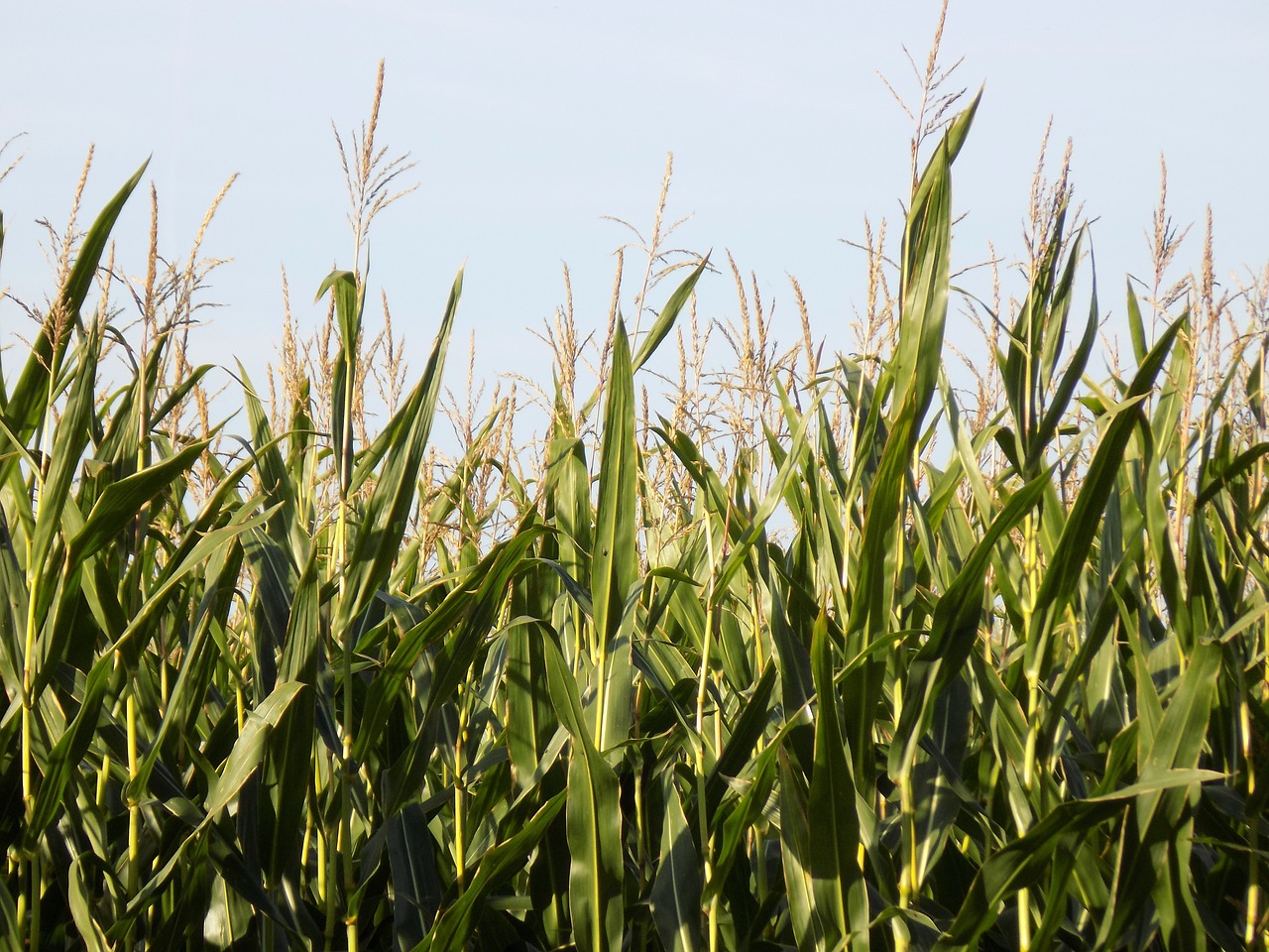 cornfield corn arable free photo
