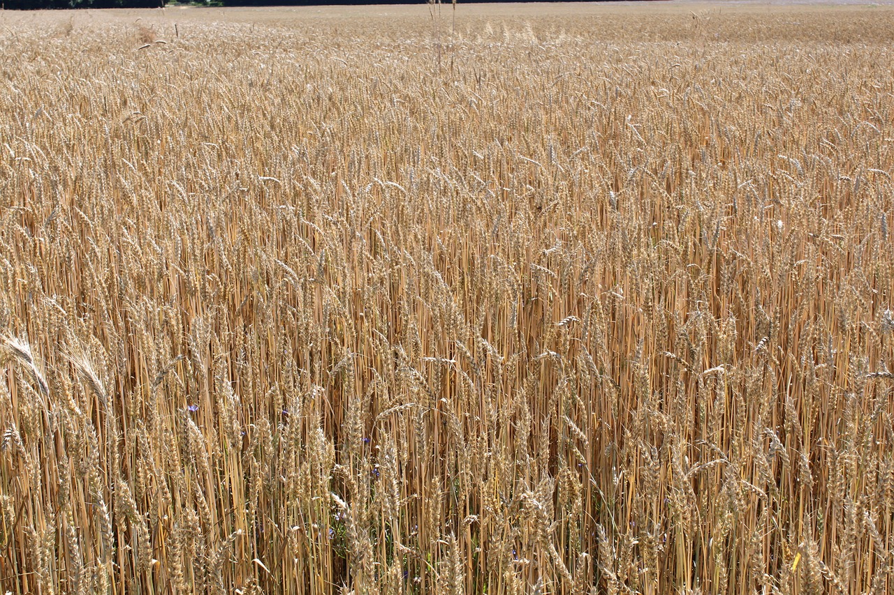 cornfield wheat cereals free photo