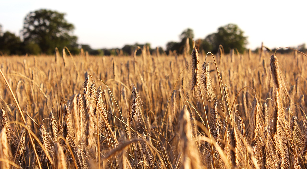 cornfield sky trees free photo