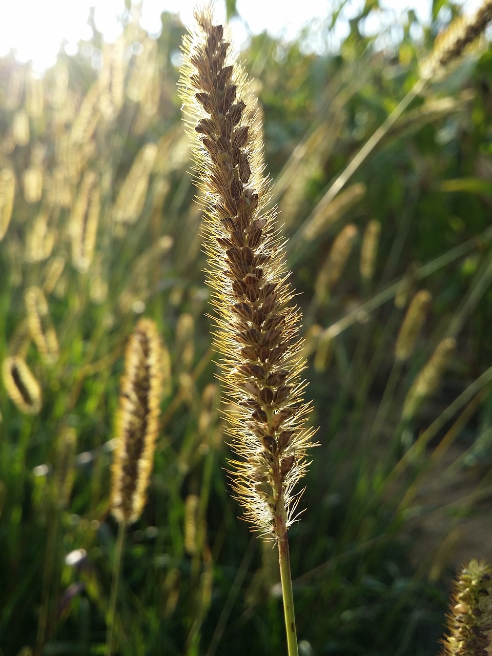cornfield blur close up free photo