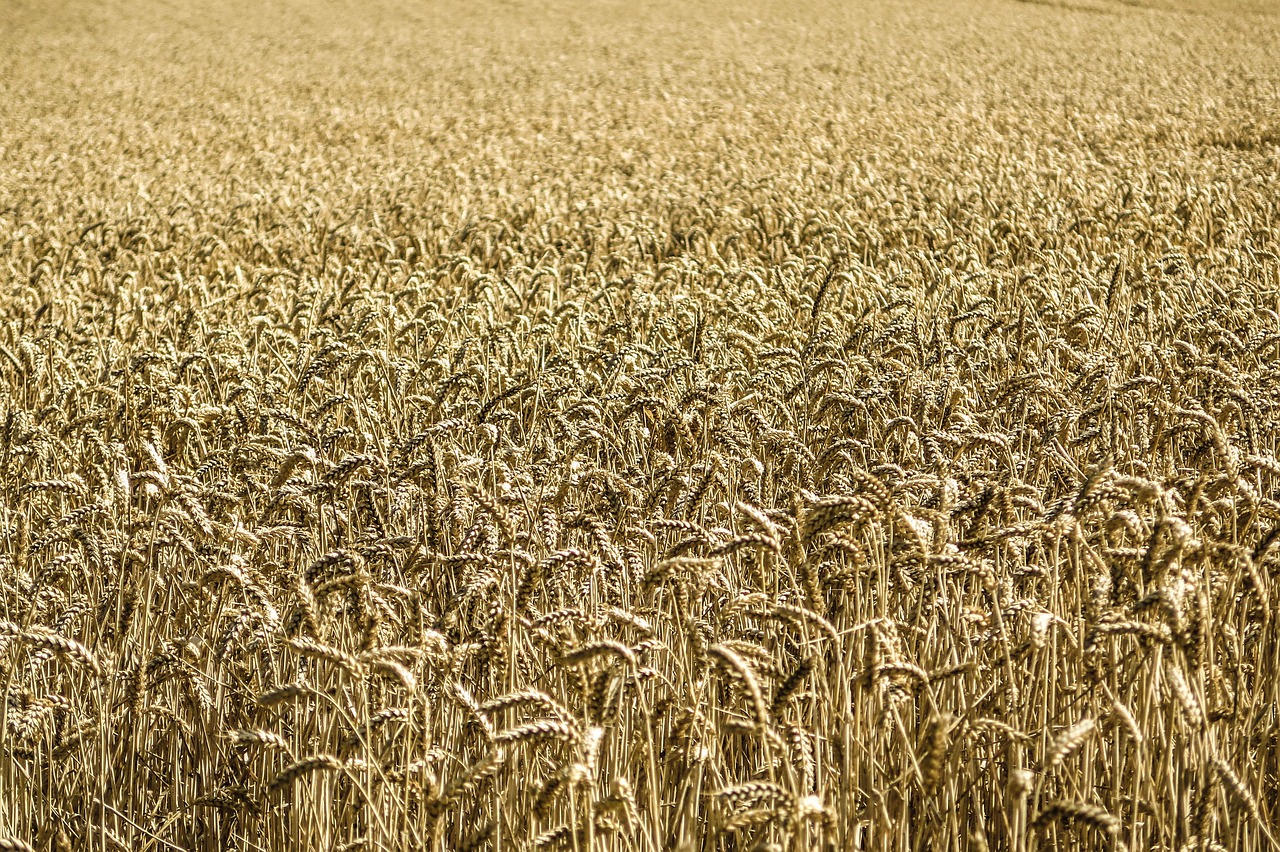 cornfield corn wheat free photo