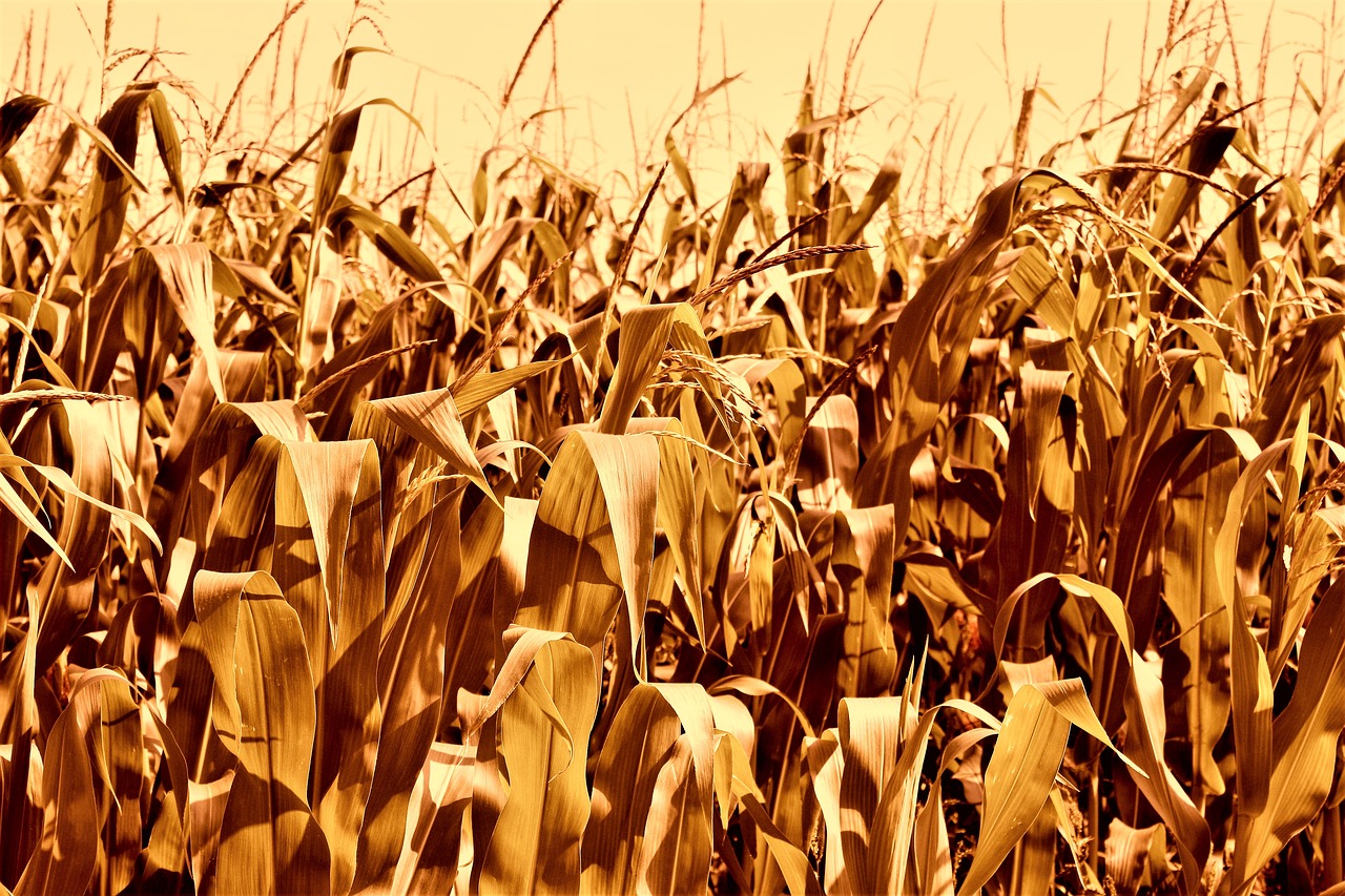 cornfield bauer field free photo