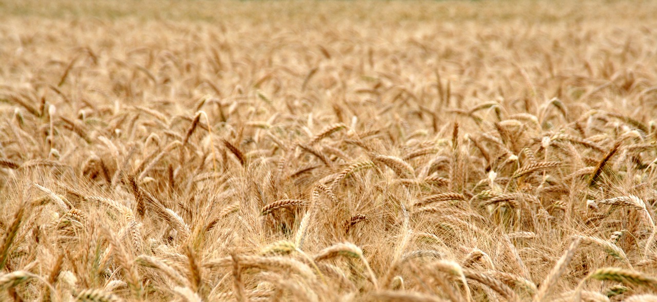 cornfield wheat field cereals free photo