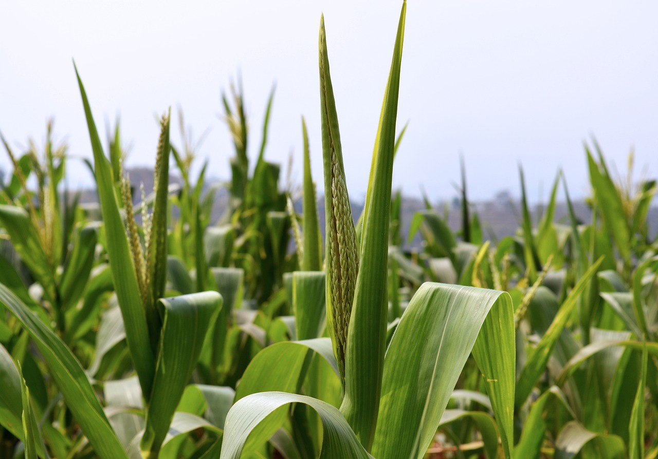 cornfield plant agriculture free photo