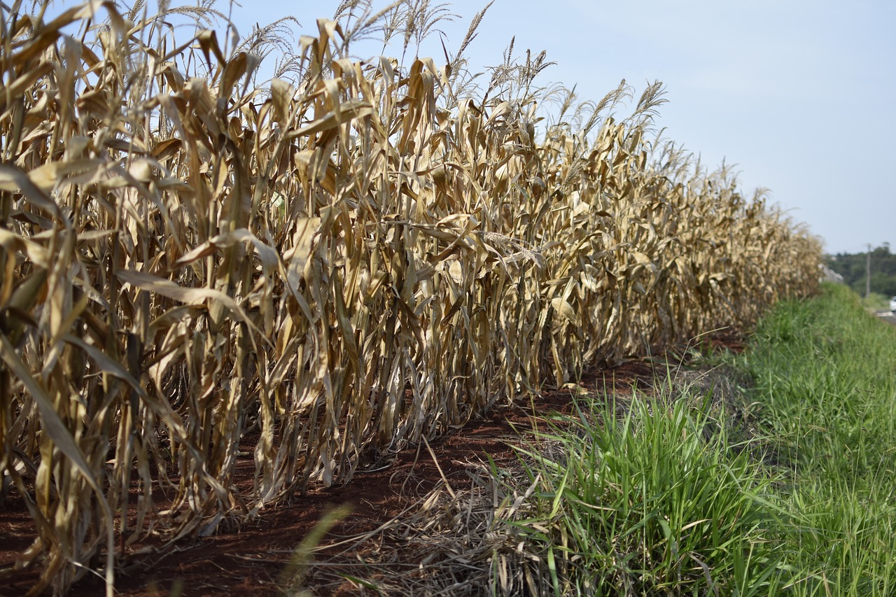 cornfield plantation plants free photo