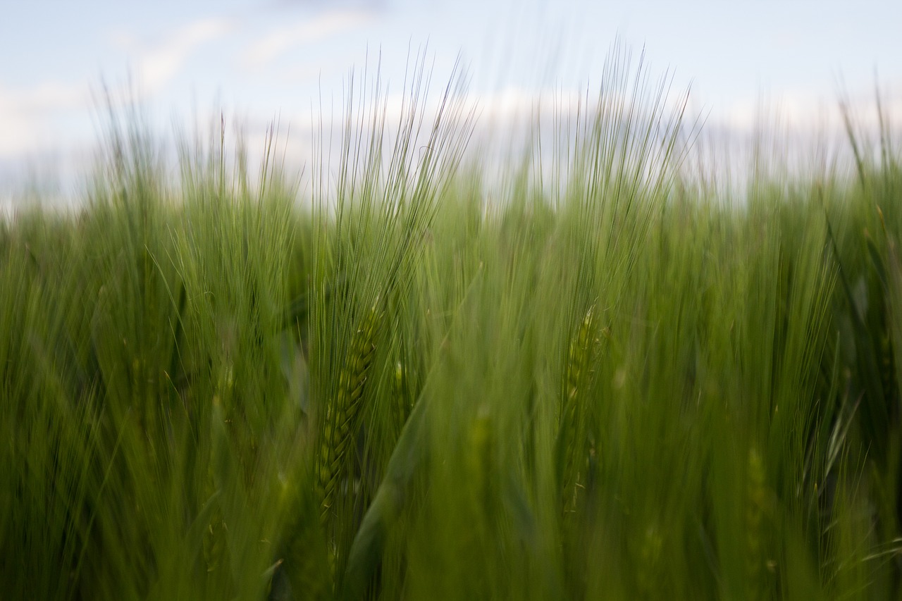 cornfield field green free photo