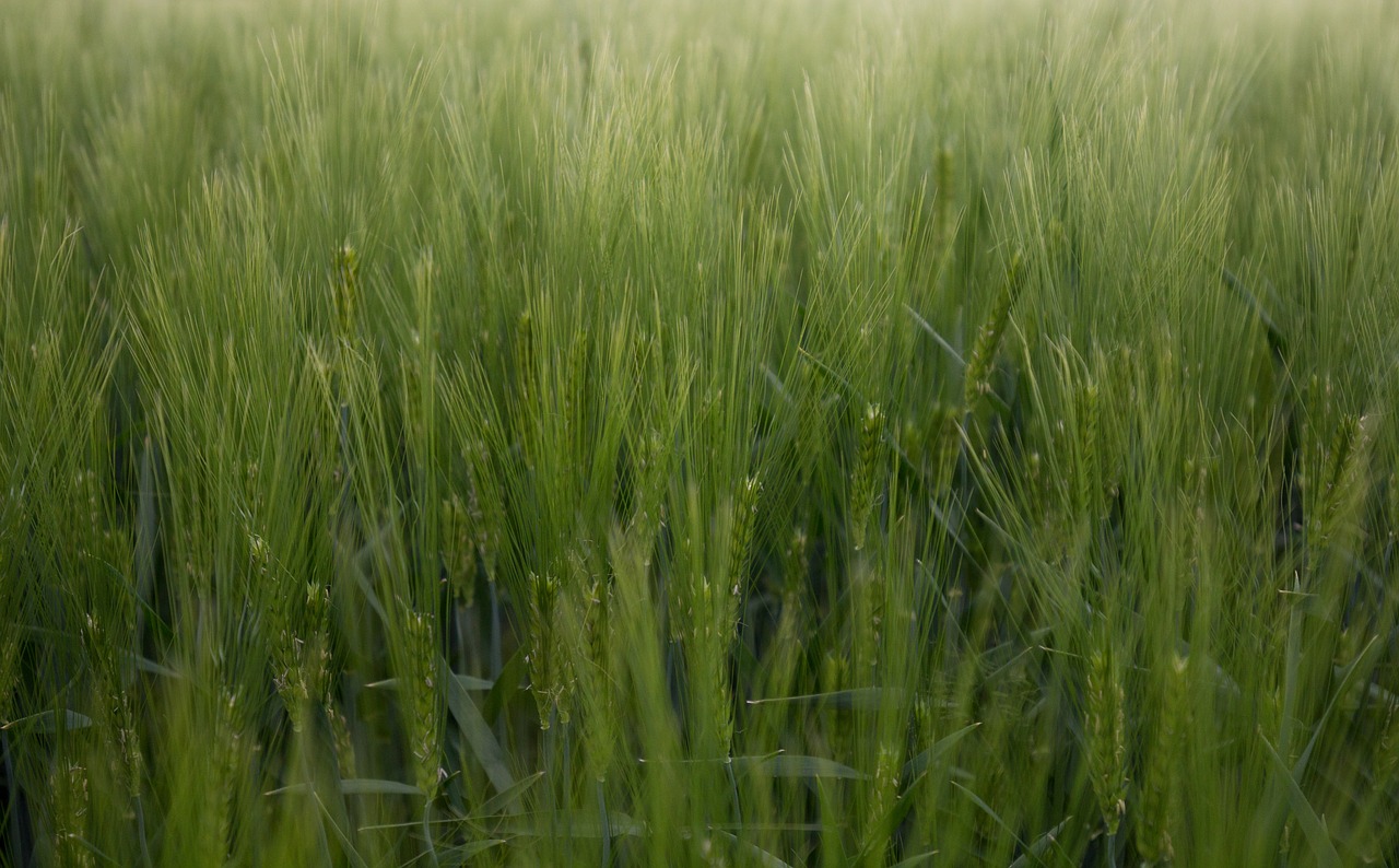 cornfield field green free photo