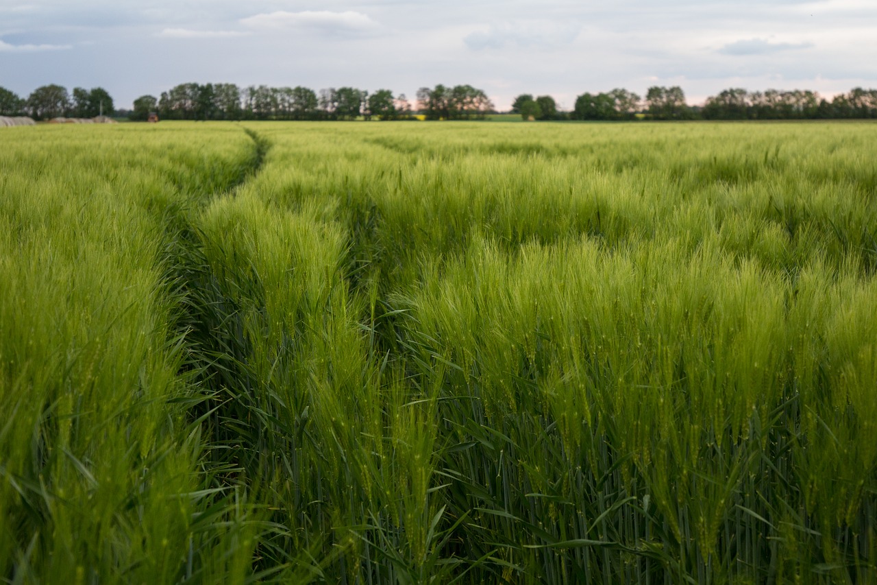 cornfield field green free photo