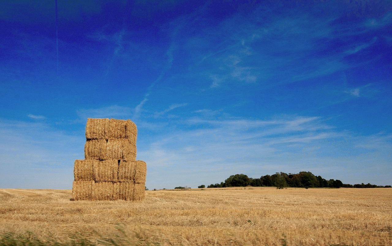 cornfield harvest agriculture free photo