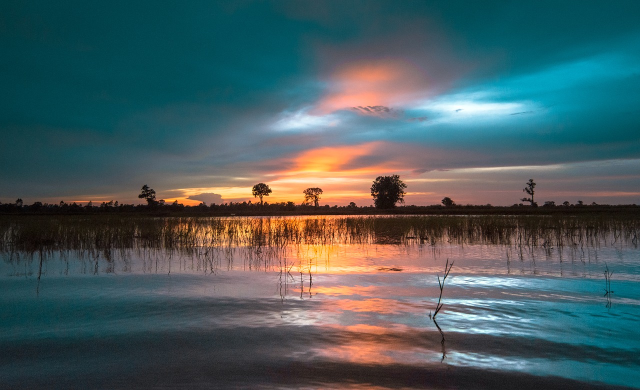 cornfield outside of the house thailand free photo