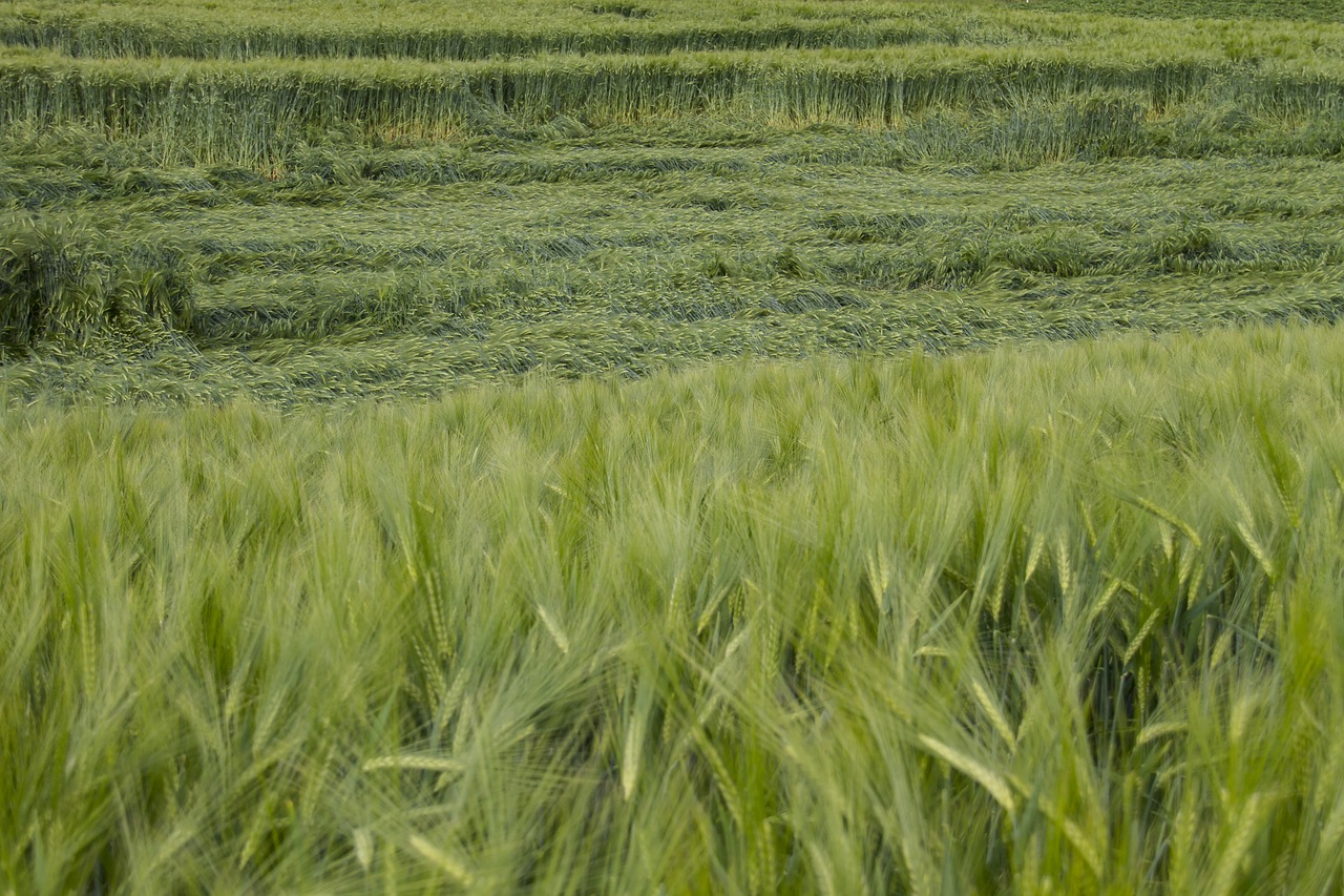 cornfield cereals storm damage free photo