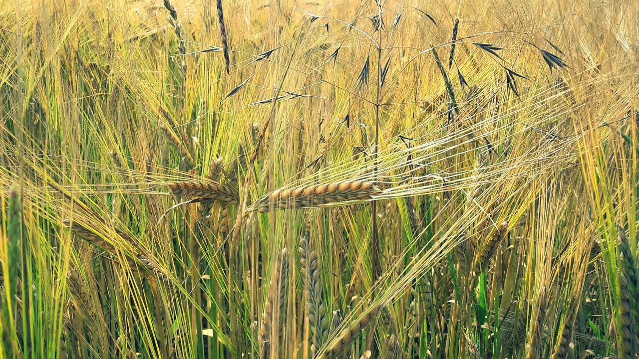 cornfield barley grains agriculture free photo