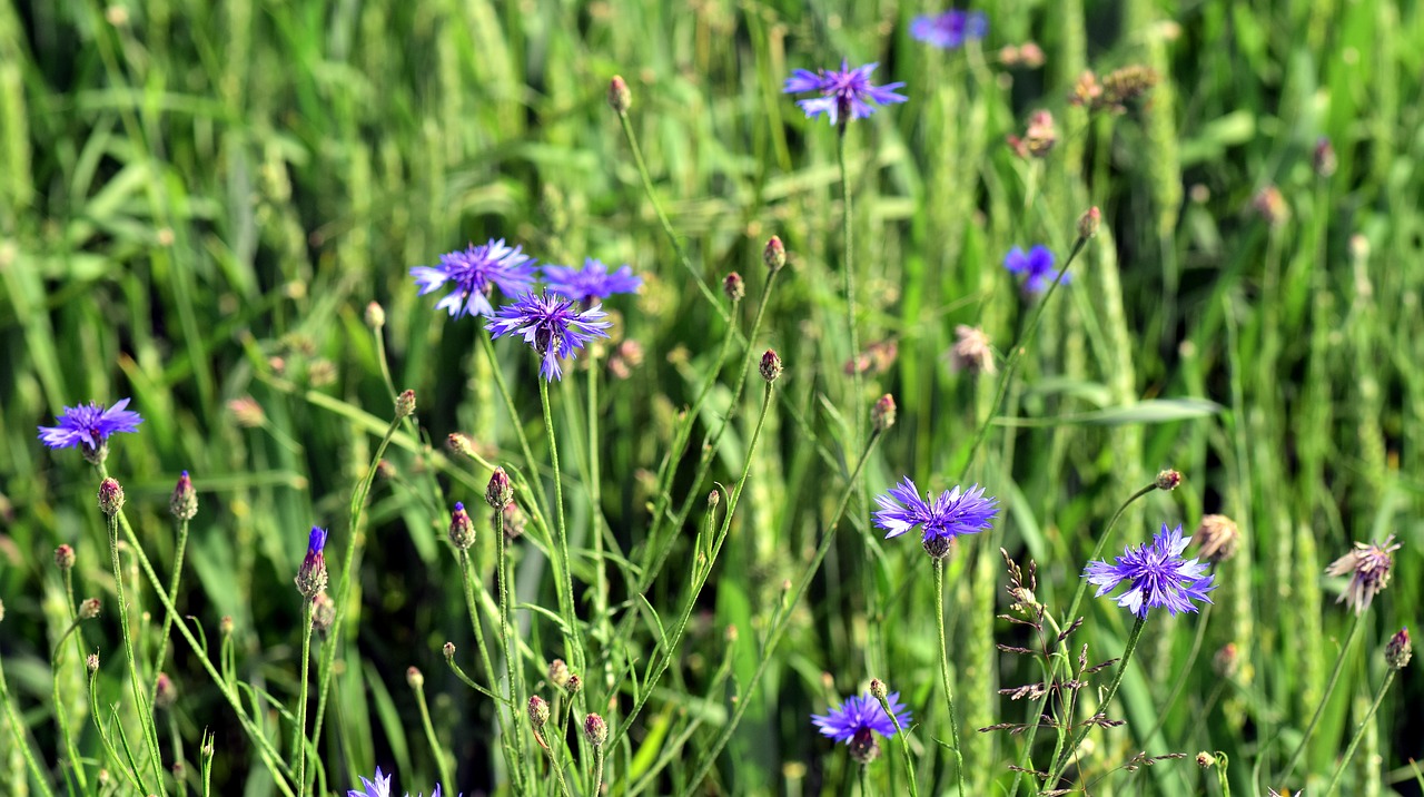 cornfield cornflowers blue free photo