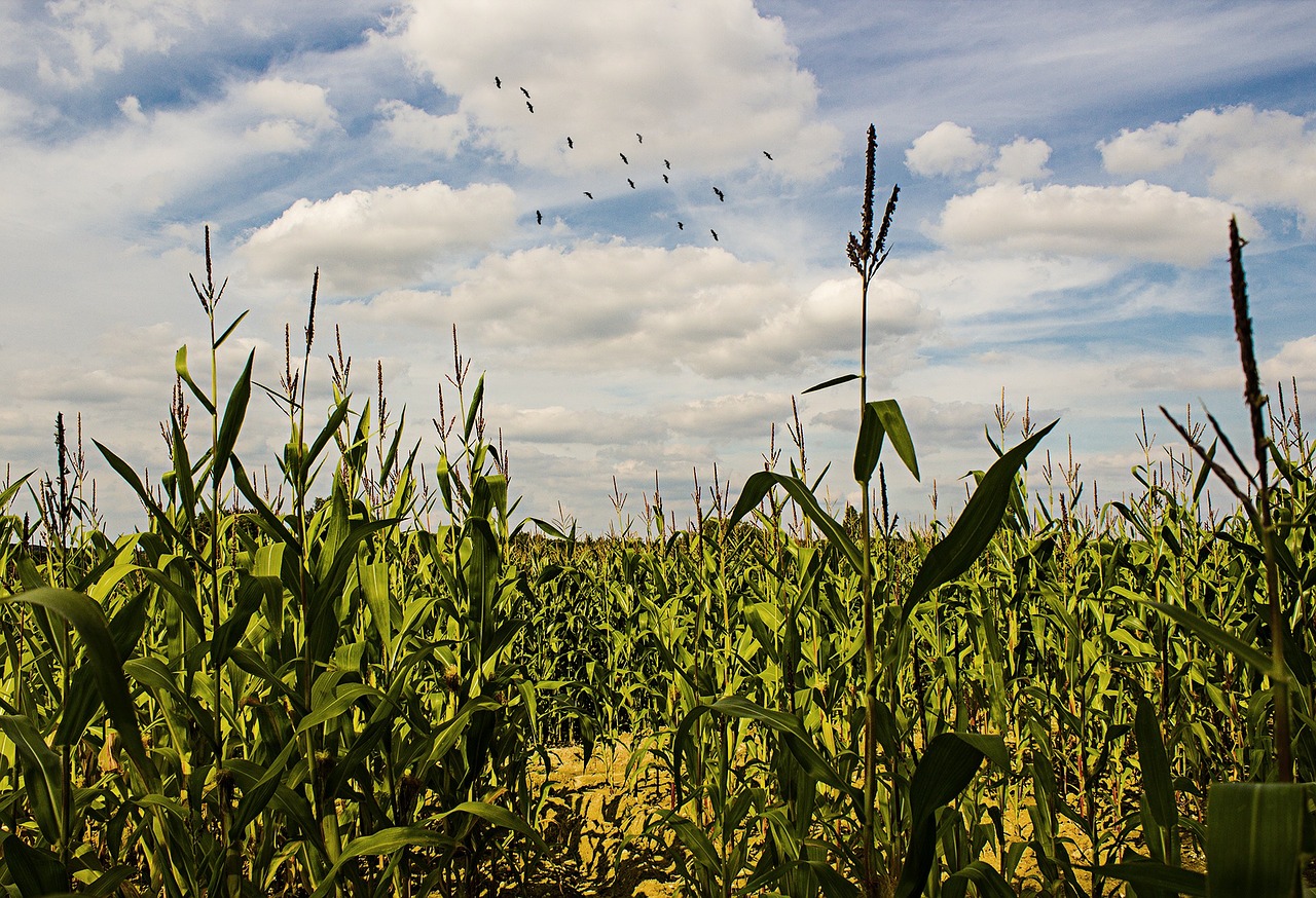 cornfield corn summer free photo