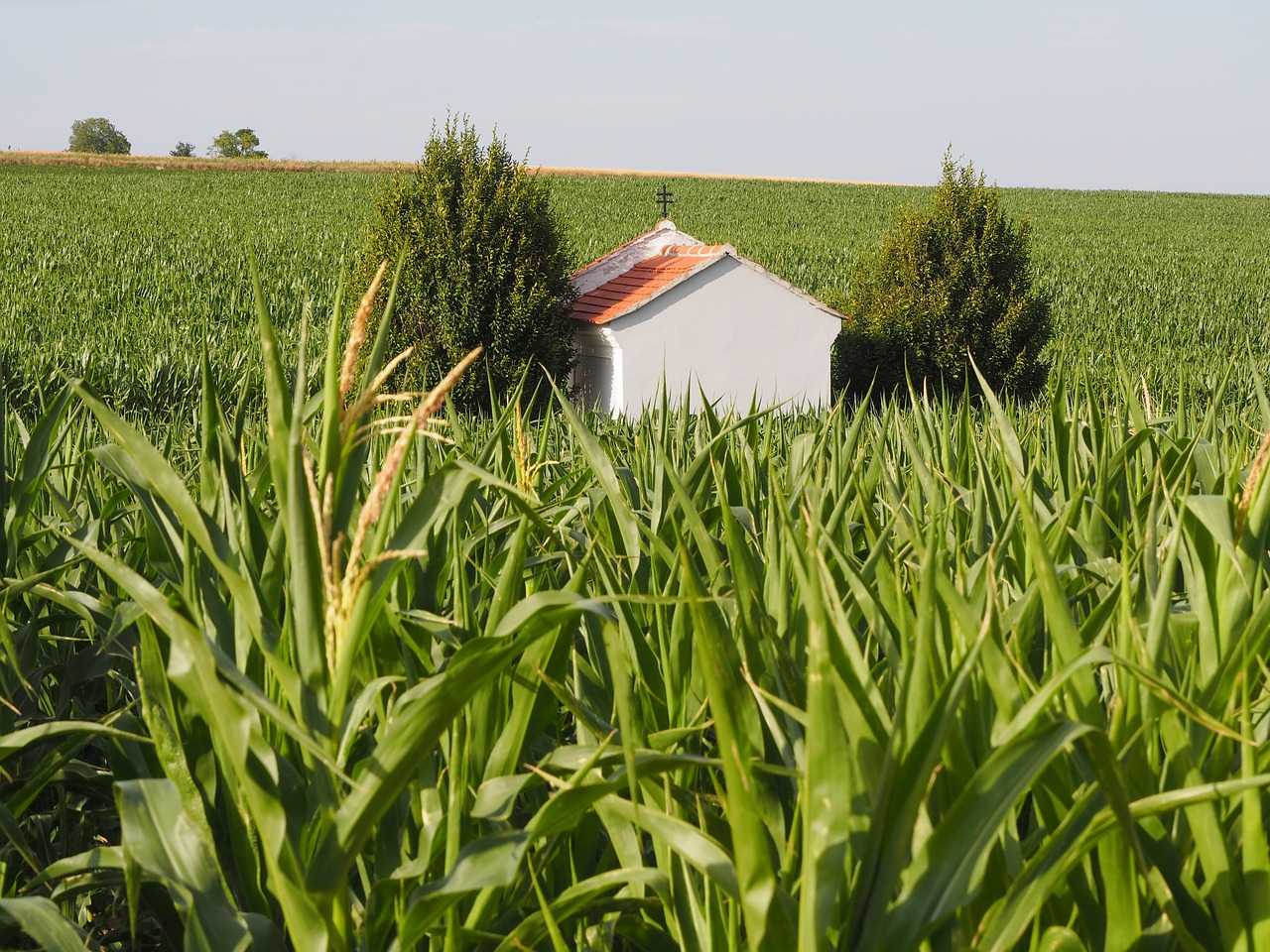 cornfield summer sun free photo