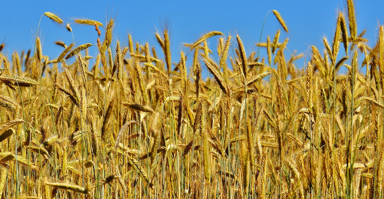 cornfield nature spike free photo