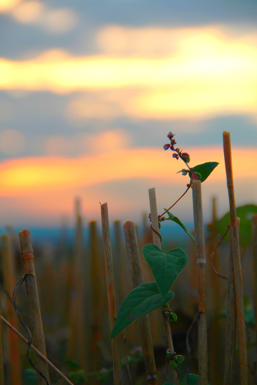 cornfield autumn harvest free photo