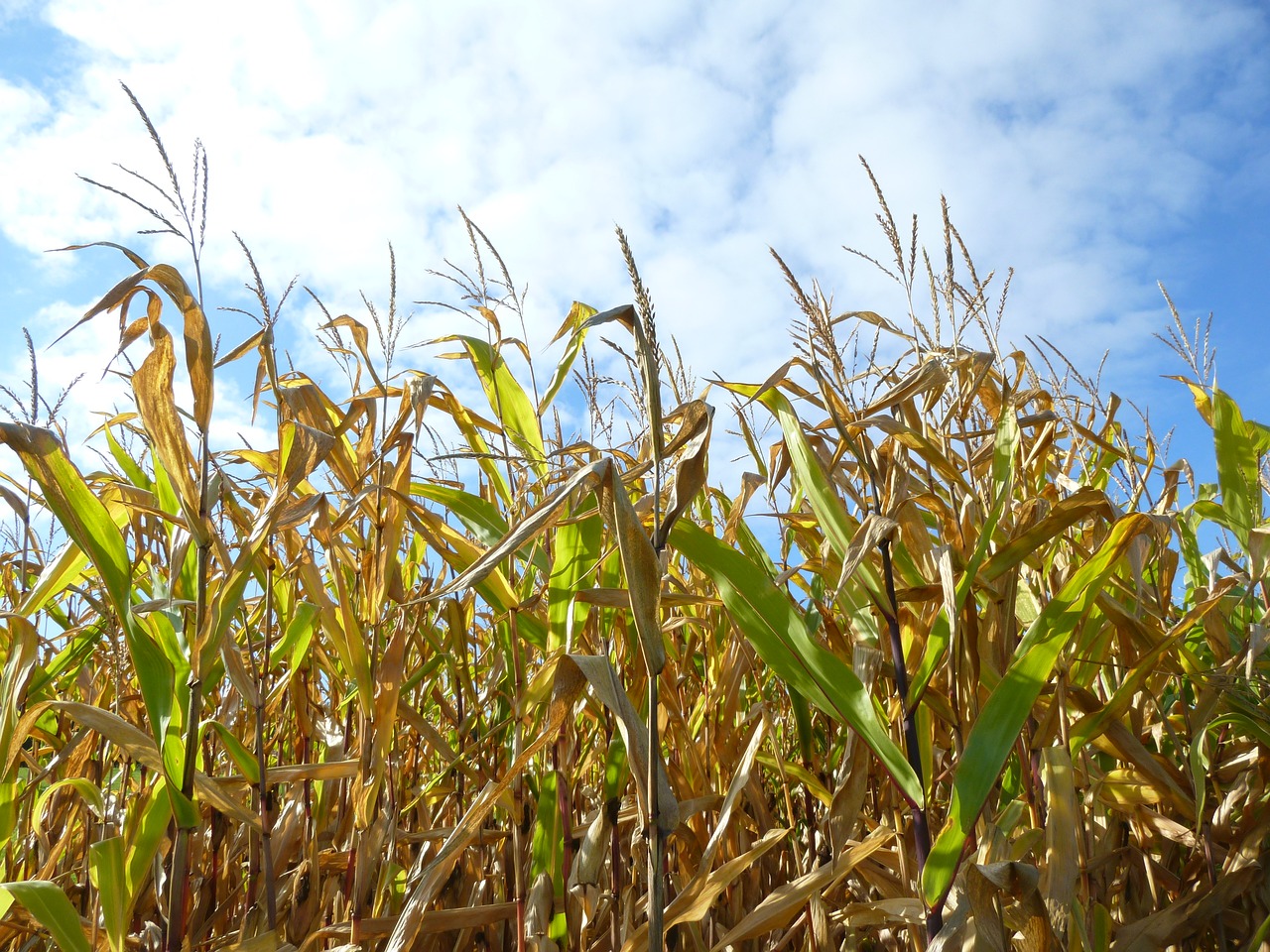 cornfield corn autumn free photo