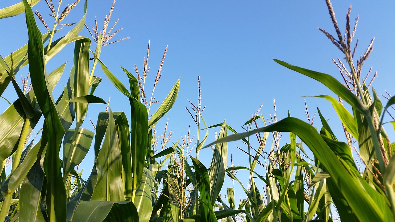 cornfield monoculture landscape free photo