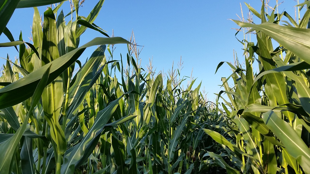 cornfield monoculture landscape free photo