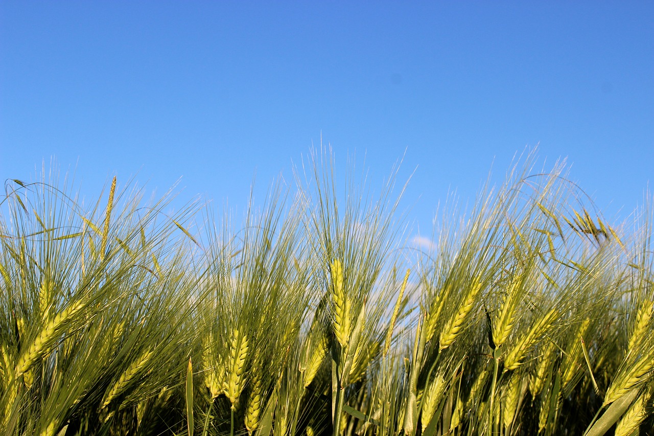 cornfield cereals nature free photo