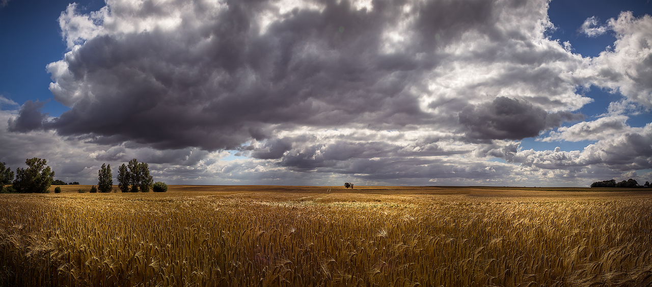 cornfield grain field panorama insel poel free photo