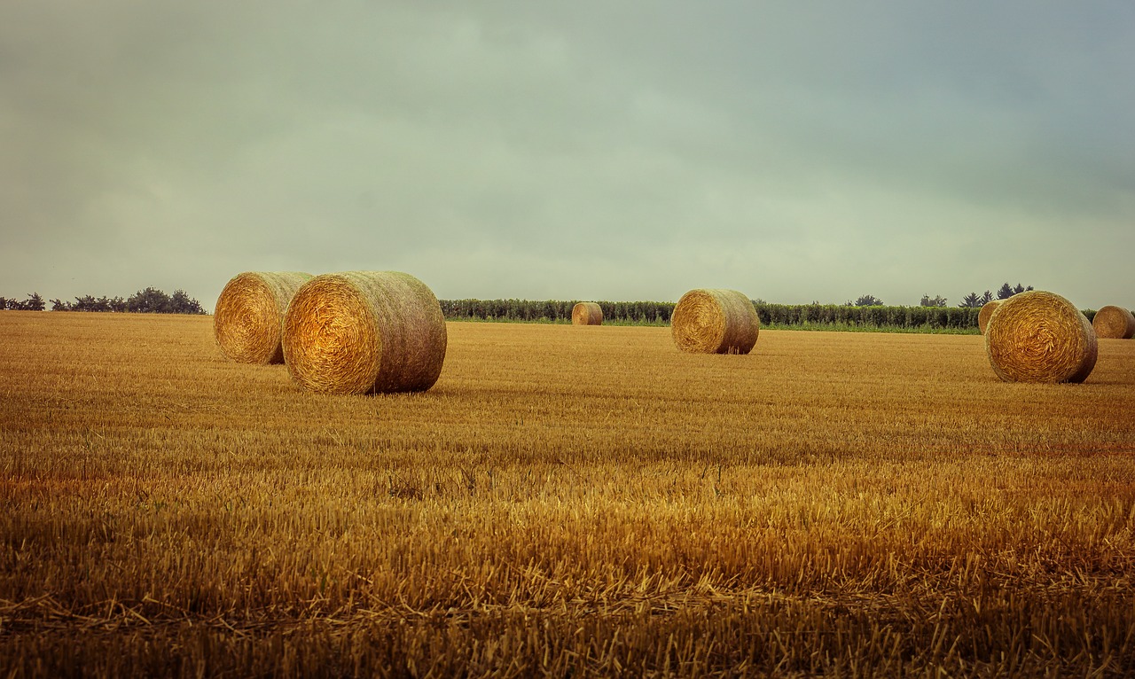 cornfield vintage summer free photo