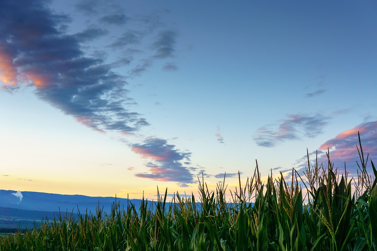 cornfield bern switzerland free photo