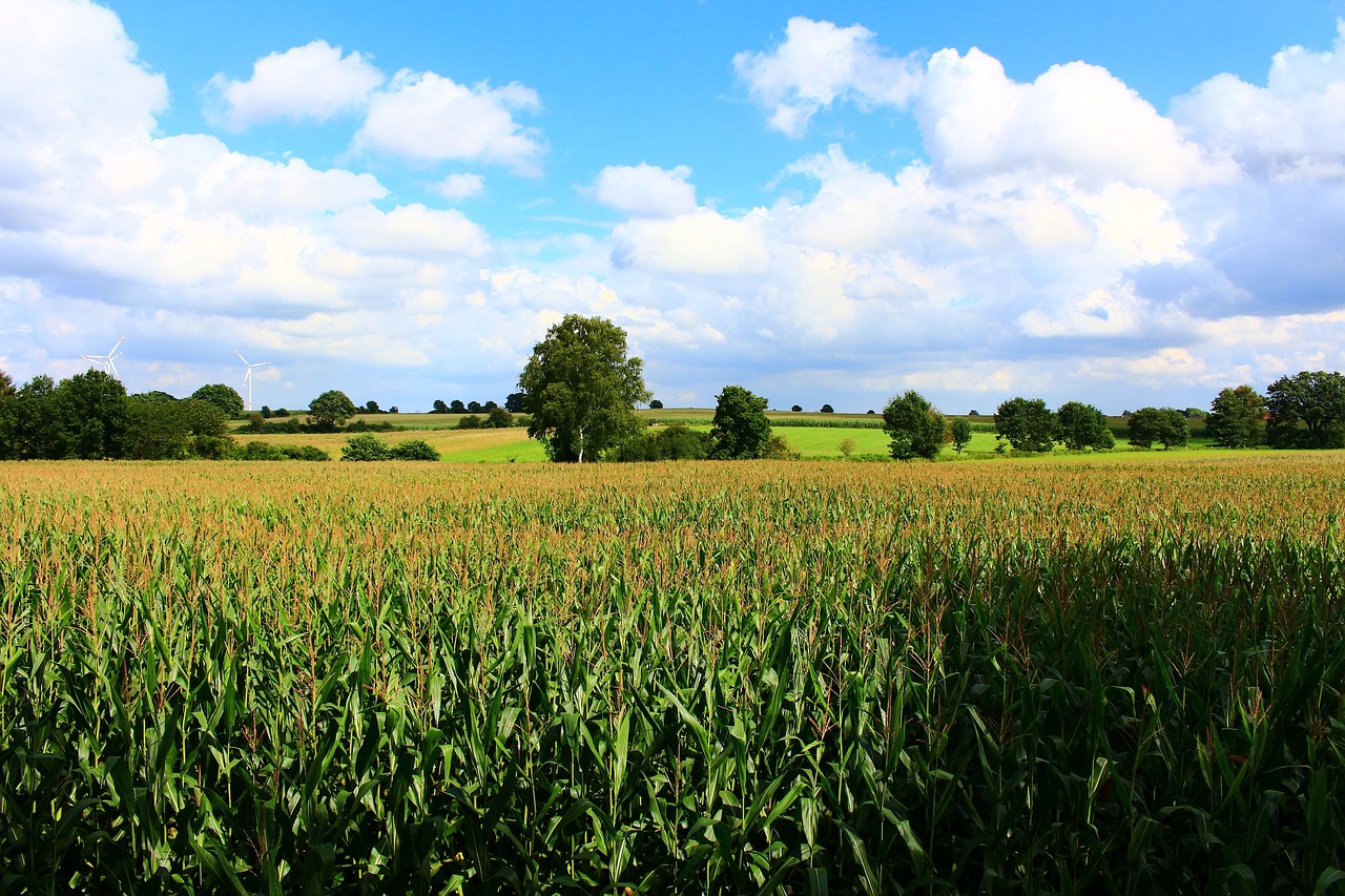 cornfield landscape field free photo