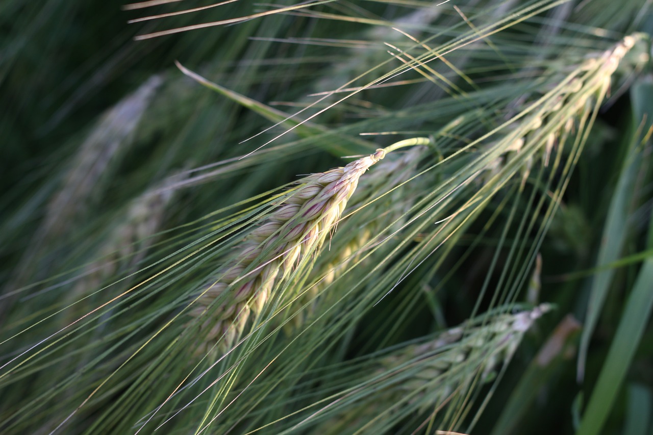 cornfield narur seed free photo