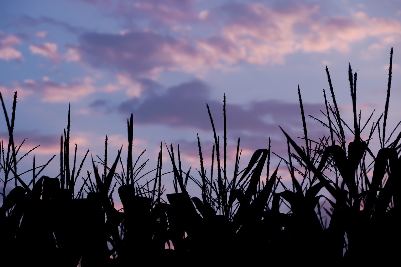 cornfield corn field free photo